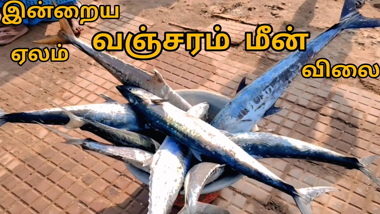 #வஞ்சரம் மீன் இன்றைய விலை(10.6.25) பரங்கிப்பேட்டை Today king fish Auction#parangipettai fish market#