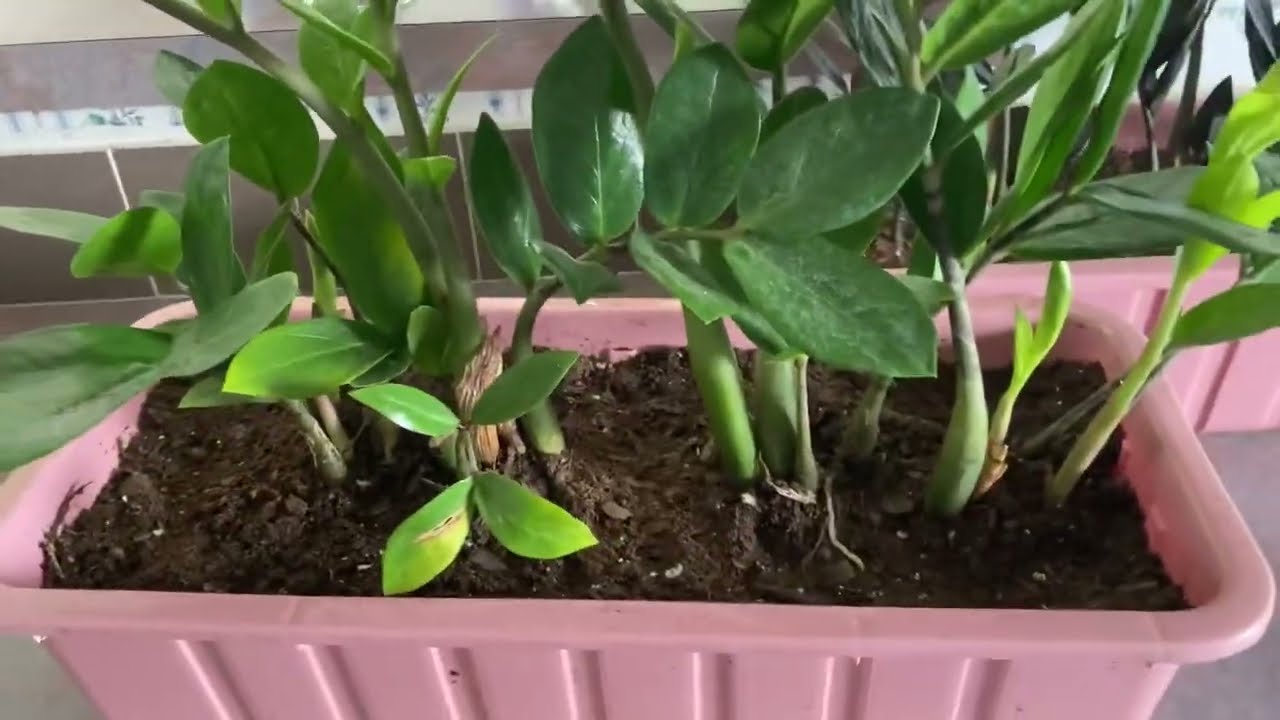 تغير سندانة نبات الزاميا وأهم الظروف المناخية المناسبة