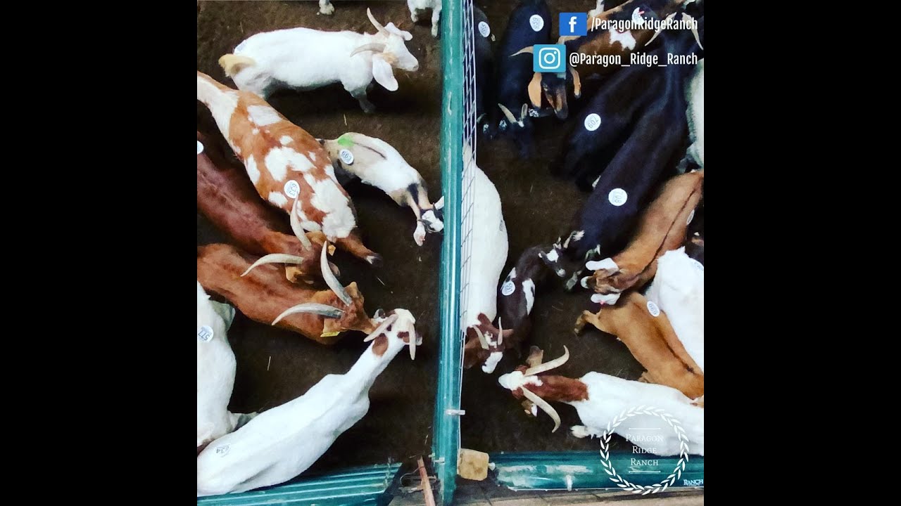 Our 1st Goat Auction! What the heck did he buy!?! Oklahoma Local Livestock Auction