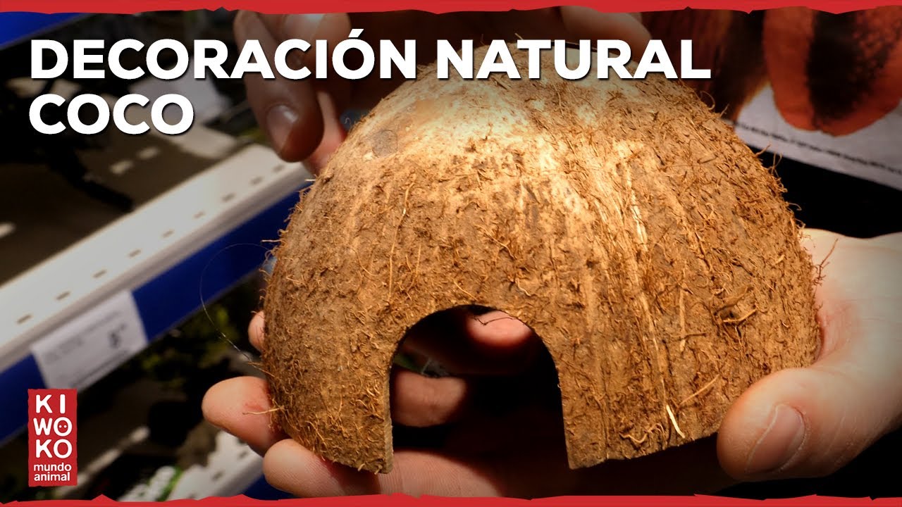 Decoración Natural: COCO 🥥