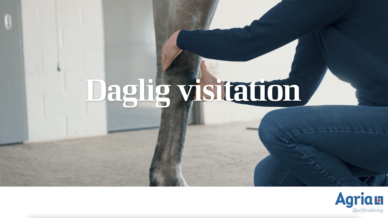 Daglig visitation av hästen