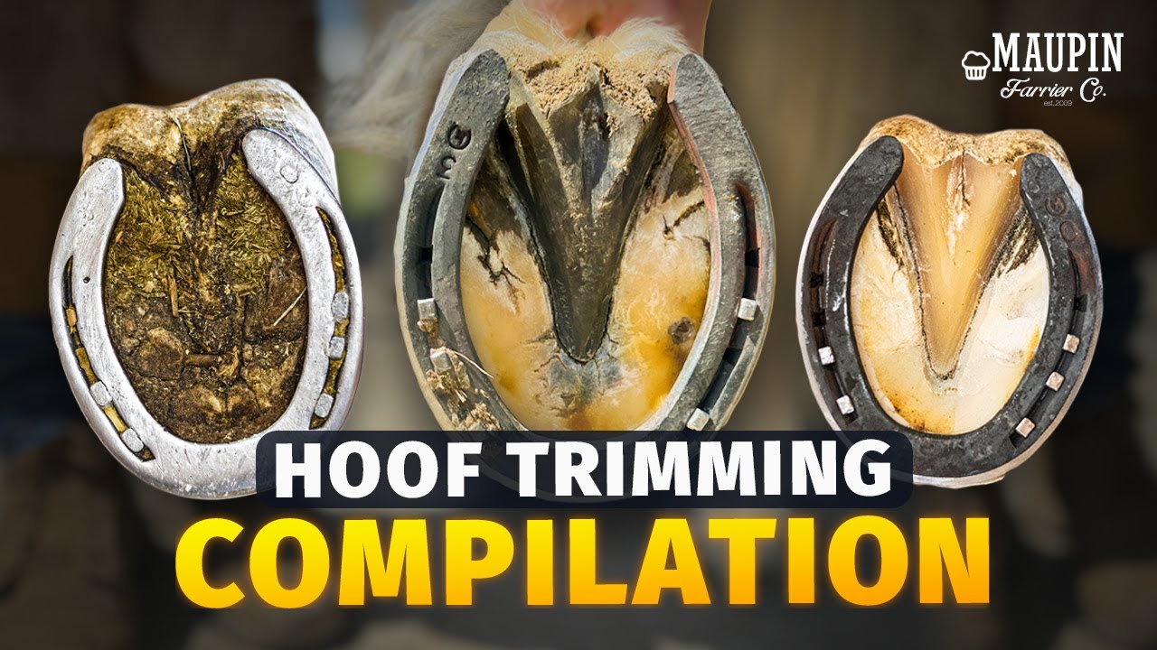 15 MINUTES Satisfying Frog Work & Sole Trimming Compilation | 4K FARRIER ASMR