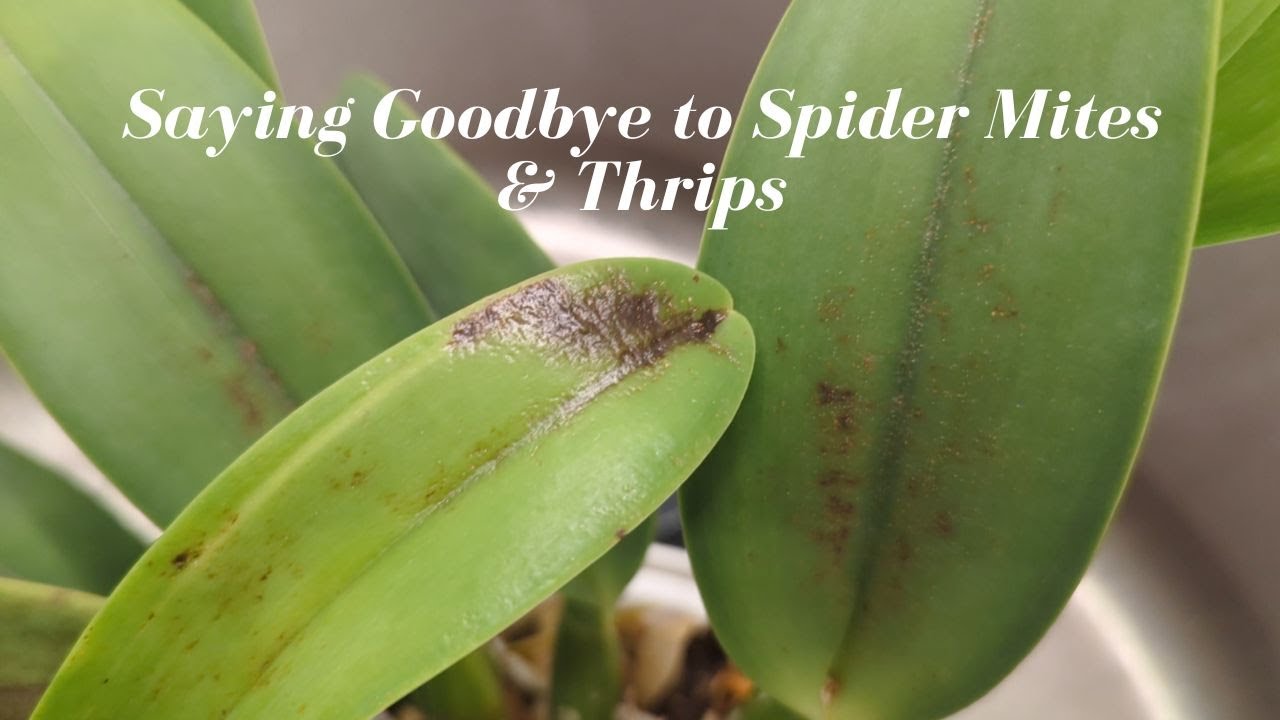 Orchid Pests 😠 Spider Mites & Thrips - How to treat