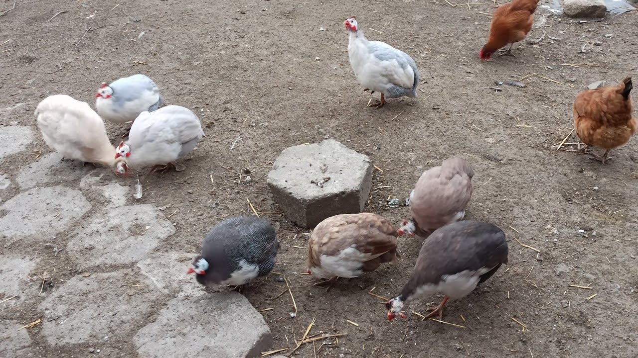 Jak rozróżnić płeć perliczek? Jak sprawdzić płeć perliczek?