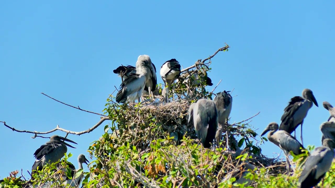 EP520 AMAZING PLACE OF AVIAN BIRD CRANE NESTING ON THE TREE FLOODED FOREST RAINFOREST RELAXING FILM