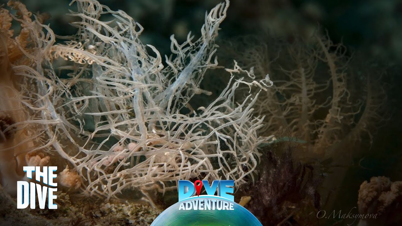 Tips for Macro Dive Spotter #TheDivePH