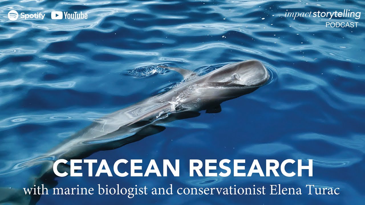 Unveiling the Secrets of Whale Conservation: Insights from Marine Biologist Elena Turac