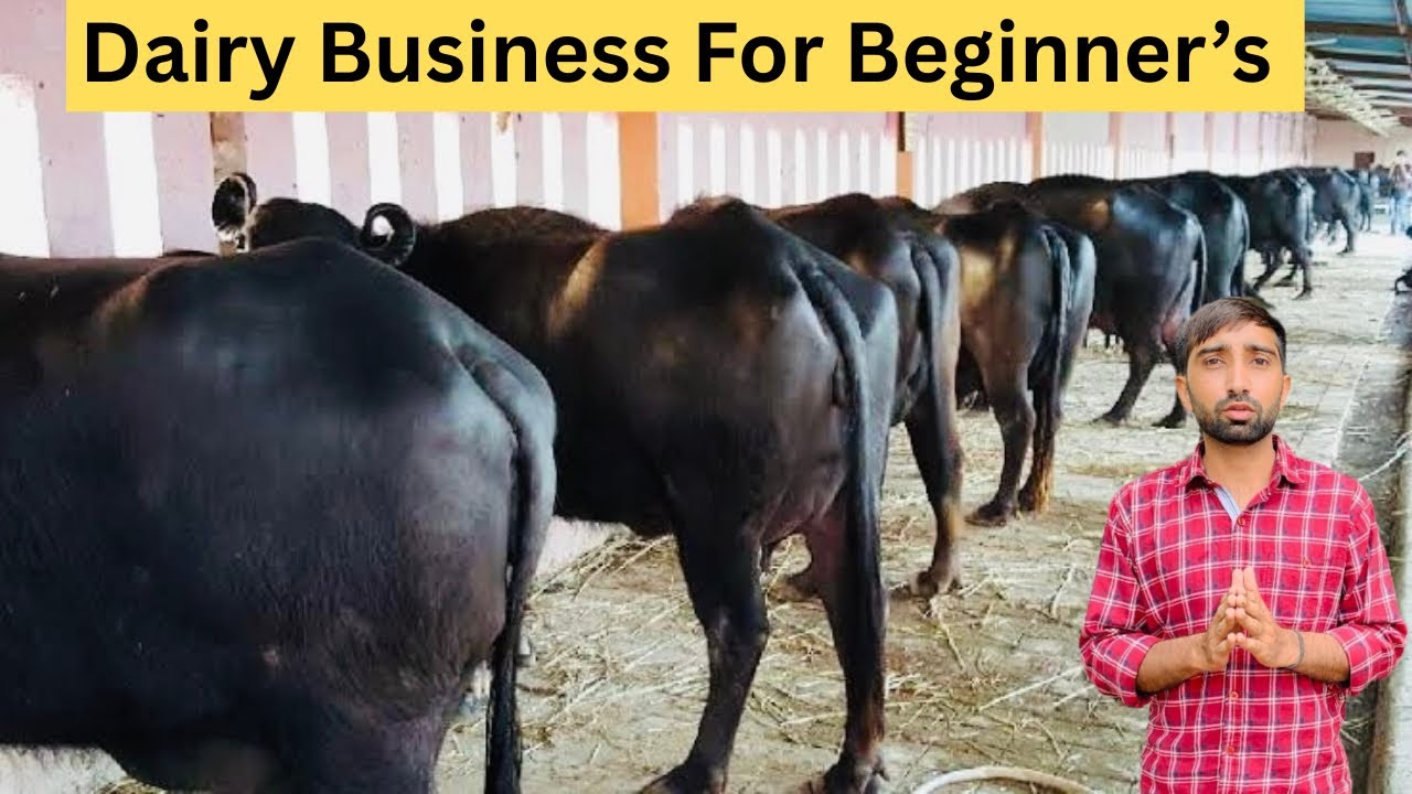 Day 1.- Dairy Business For Beginners/ डेयरी फार्मिंग की शुरुआत कैसे करें पूरी जानकारी ।