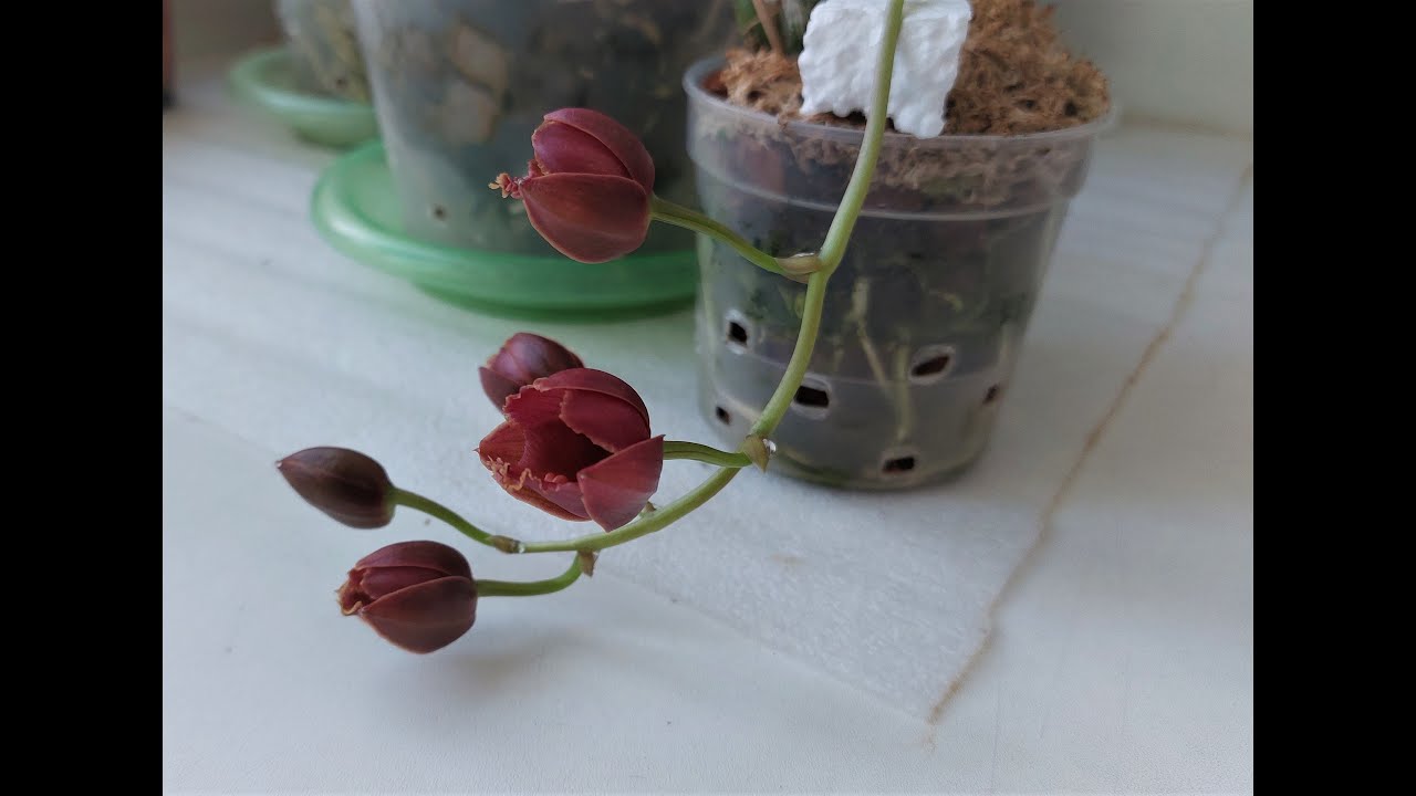 И снова я не ожидала цветоноса, а он появился! cl. Rosea x mormodes tapuaense. Орхидея морковка.