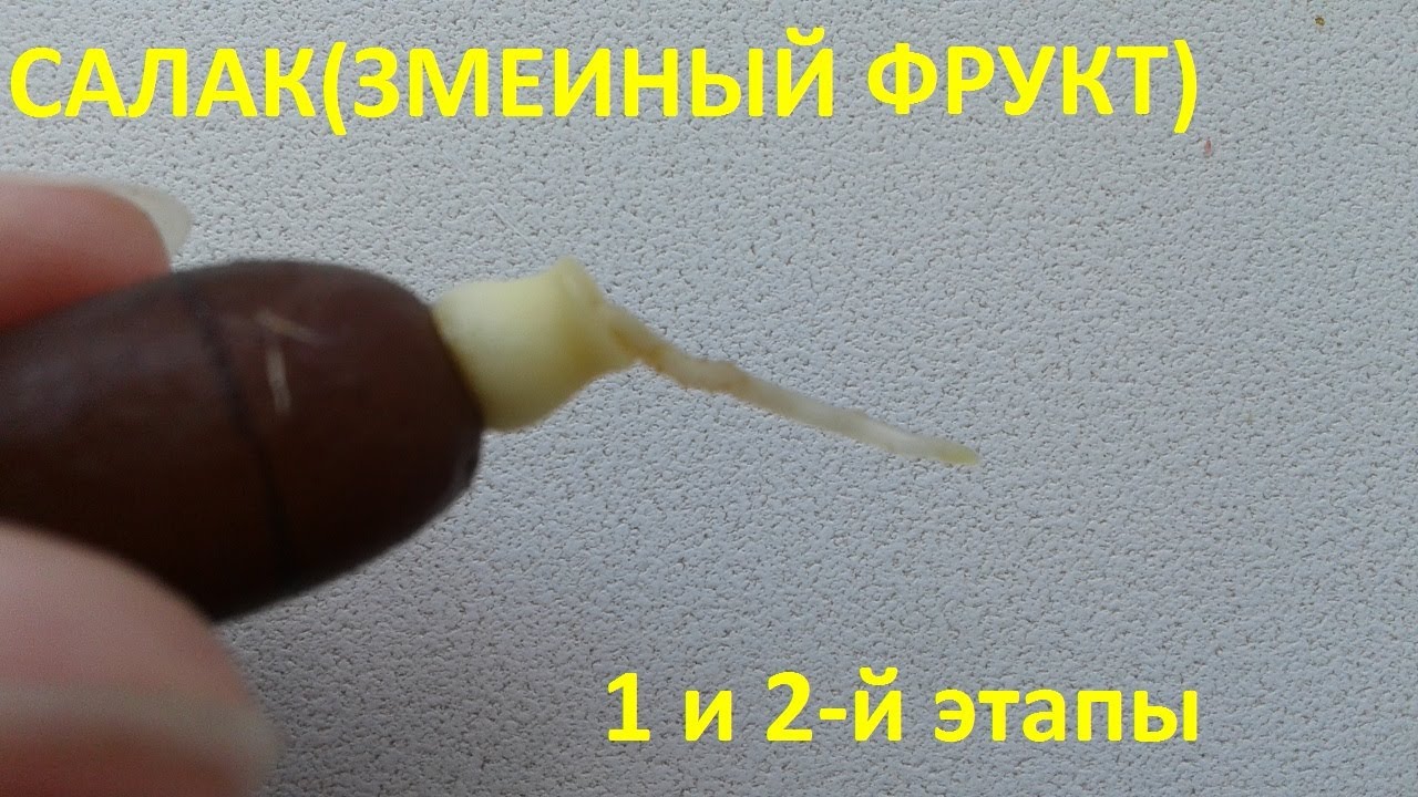 САЛАК( ЗМЕИНЫЙ ФРУКТ)