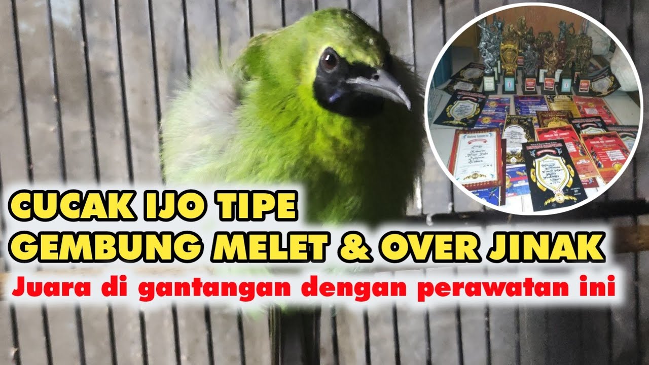 Perawatan harian & setingan lomba buat cucak ijo gembung melet,over jinak [Bentuk Power]