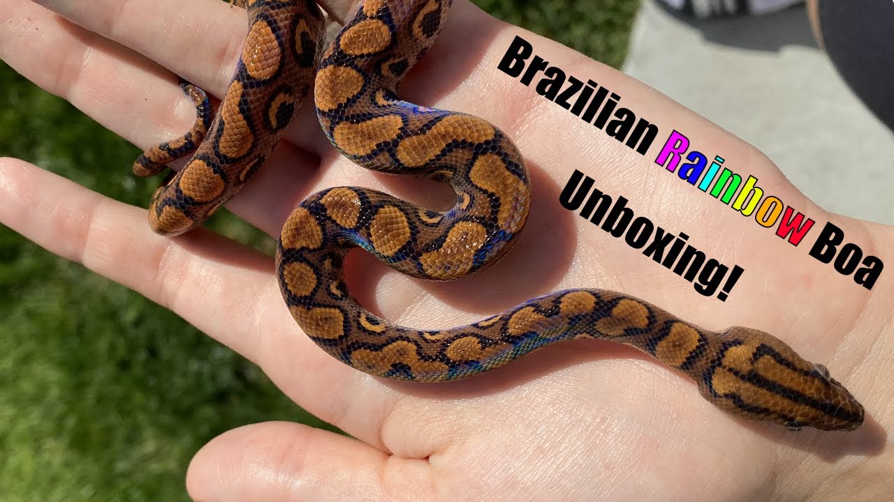 Brazilian Rainbow Boa Unboxing! (2020)