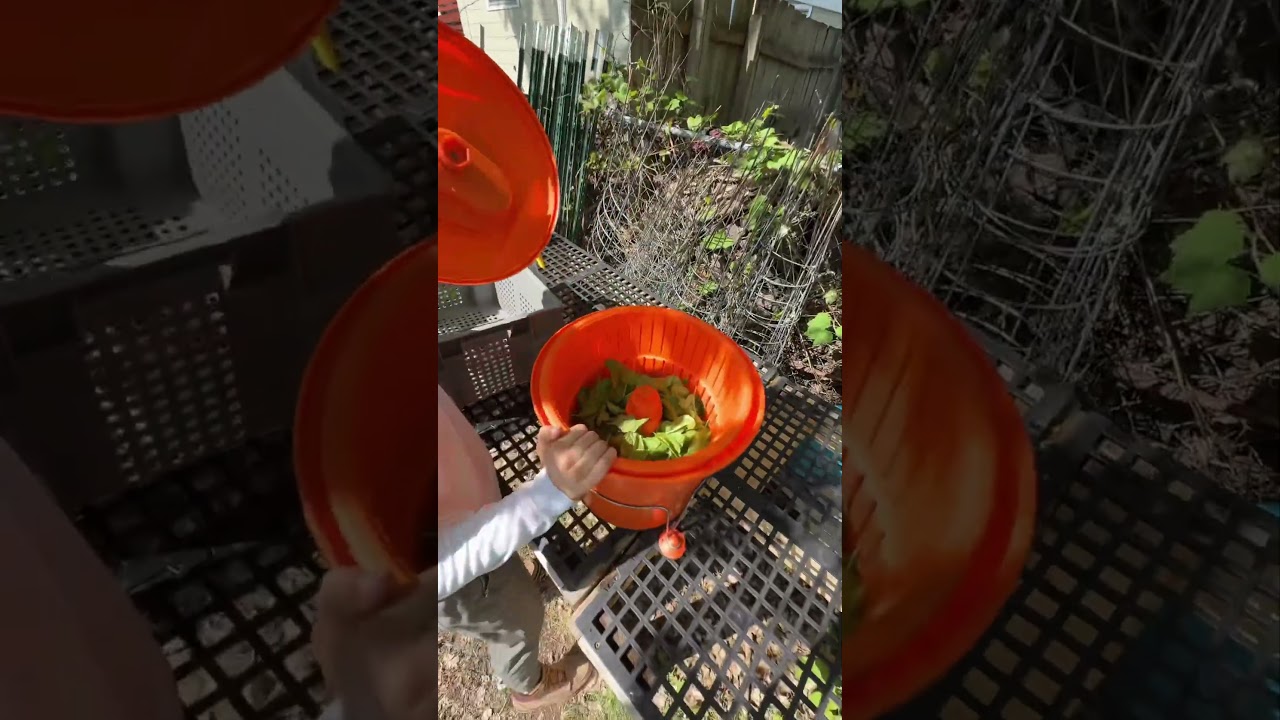 How I wash my spinach! (And other greens) 🌱