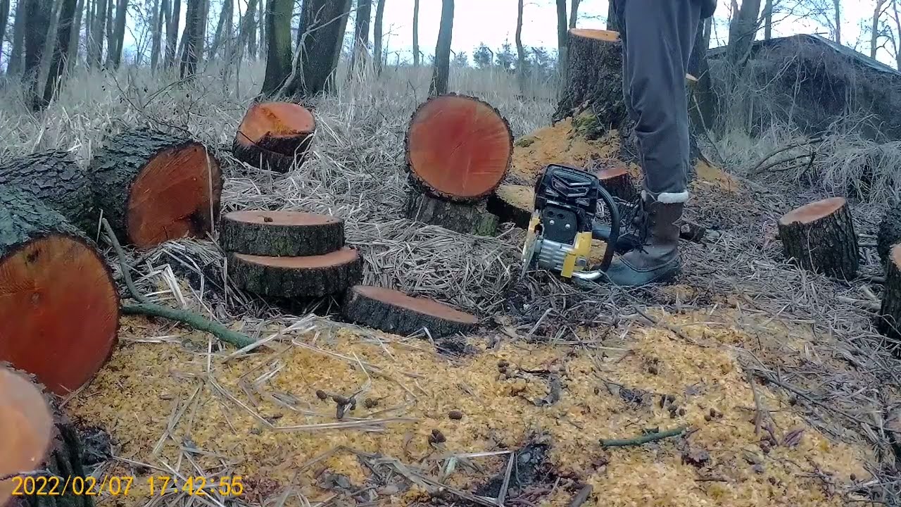 Pilarka Denzel 45cc w akcji. Pierwsze odpalenie, docieranie.