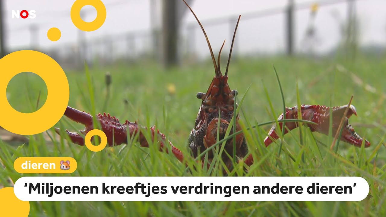 Veel te veel rivierkreeften in Nederland: deze val helpt ze vangen