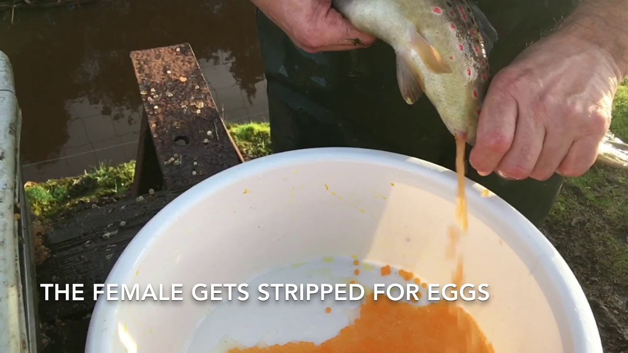 Oxriver - how to make fish eggs