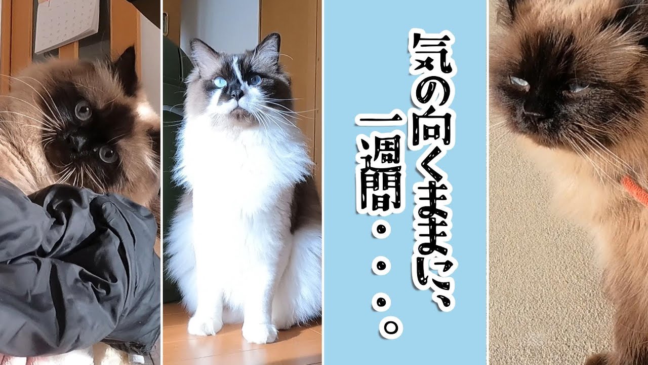 気の向くままに、一週間・・・。　#グリンとグランの陽だまり日記　#猫