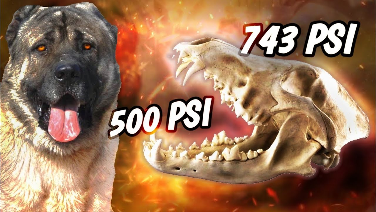 La Verdad Detrás del Kangal y los 700 PSI – Estudio Científico vs Mito Popular