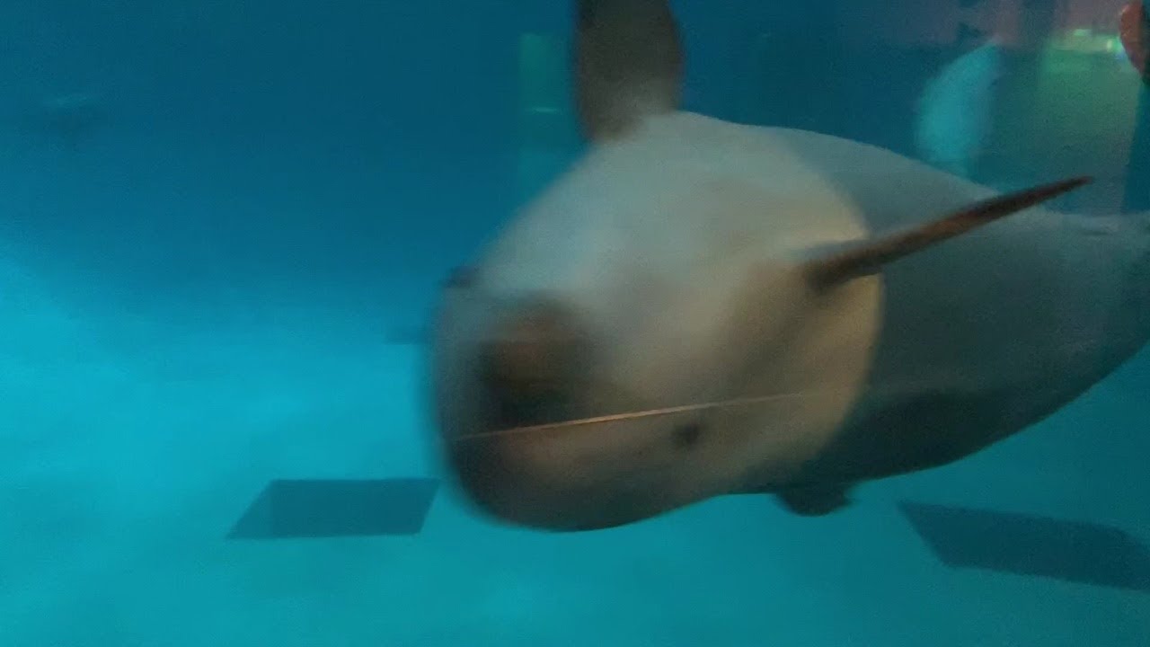 Dolphinarium and Sea Museum Klaipeda 2019