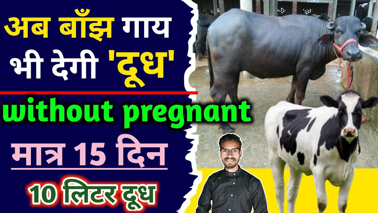बॉंझ पशु भी दूध देंगे बिना बच्चा दिए | पशु को गाभिंन कराने कि जरुरत नहीं/induced lactation kit/myfex