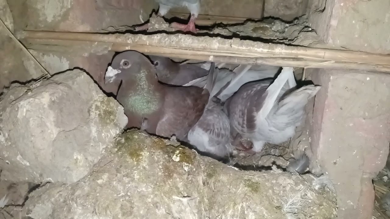 Babies chicks very good growth bard's 