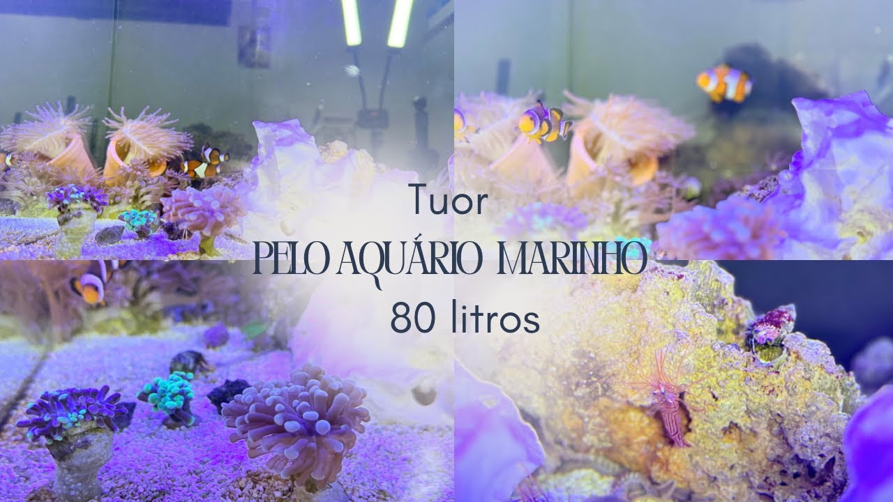 AQUÁRIO MARINHO tour completo 🐠🦀 | MINI OCEANO de 80 litros 🌊✨ | Onde está o NEMO?? 😱