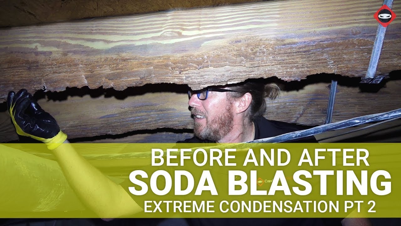 Mold in Crawl Space The #1 Hidden Danger in Your Home