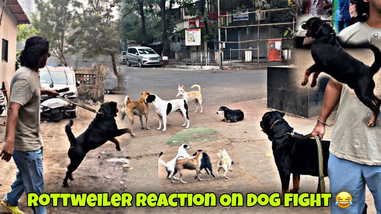 Rottweiler Malhar Crazy Reaction On Dog Fight | Day-593