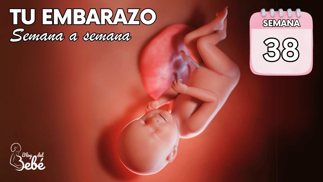❤️ Semana 38 de embarazo 🤰 S&iacute;ntomas, consejos y desarrollo del beb&eacute; | El embarazo semana a semana