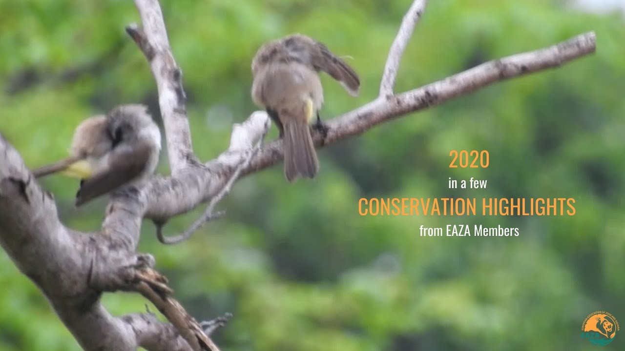2020 Conservation Highlights by EAZA Members