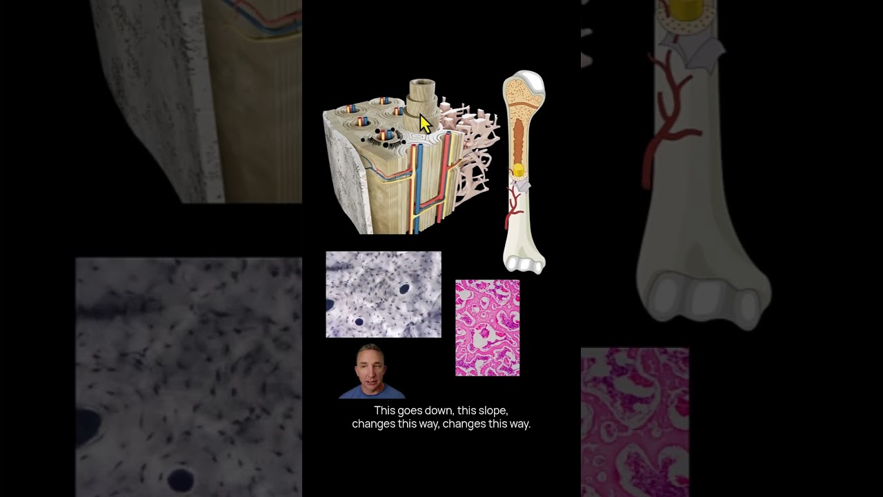 Bone Structure: Osteons, Lamellae, and Compact Bone Explained!
