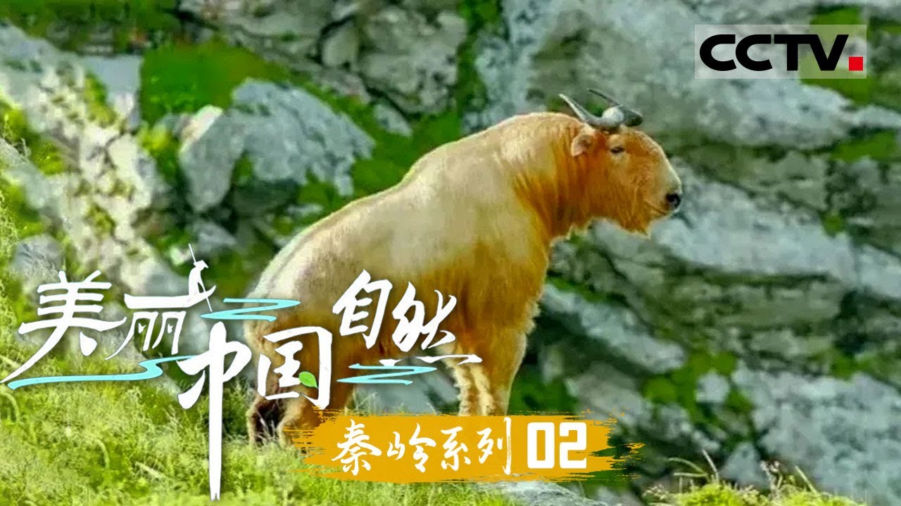 《美丽中国 自然》金毛羚牛：