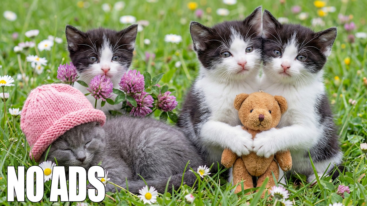 Музыка для сна кошек 😻 Исцеление и релакс 🐾 Снять тревогу и дать крепкий сон 💤 Без рекламы