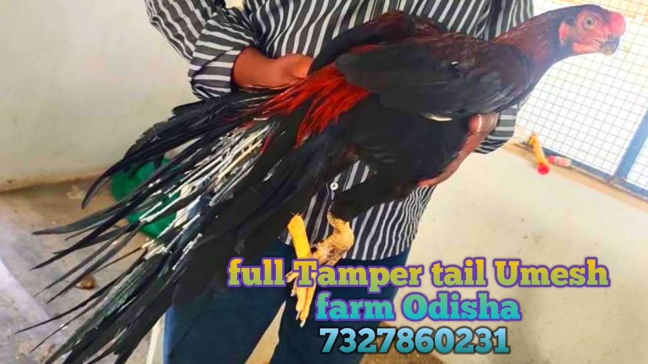 Aseel murga best quality in Umesh aseel farm Balasore Odisha pure Parrot beak temper tail available