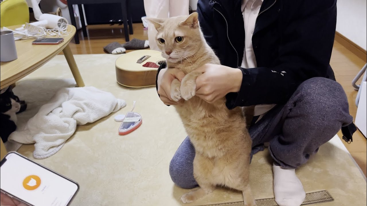 息子とはいつも仲良くケンカする猫