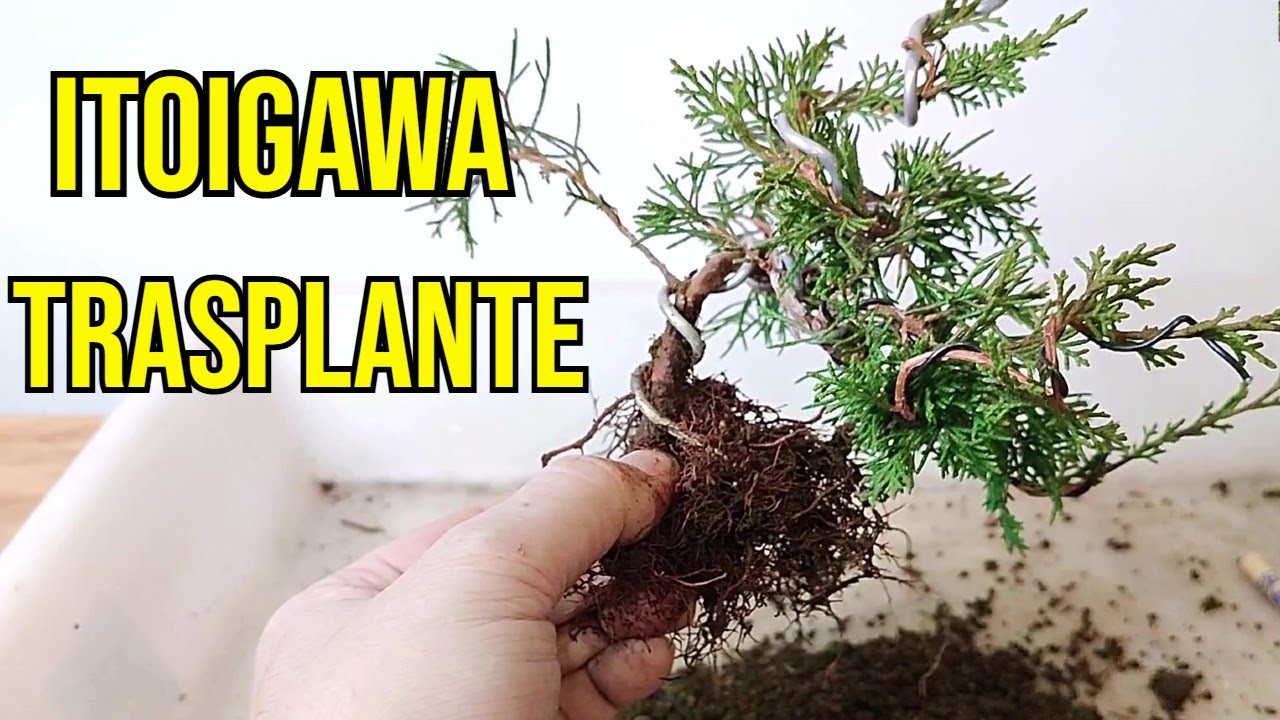 BONSAI - TRASPLANTE DE JUNIPERUS ITOIGAWA
