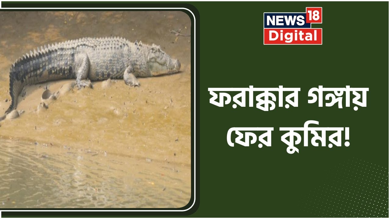 Farakka Crocodile : Murshidabad এর ফরাক্কার আছুয়া গঙ্গা ঘাটে কুমির । Bangla News