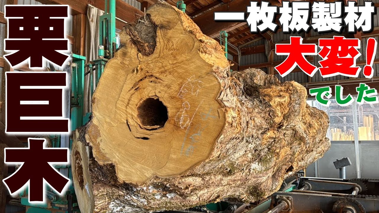 【栗原木の製材】岩手産の大きな洞があるクリ巨木を製材しました。大変でした！