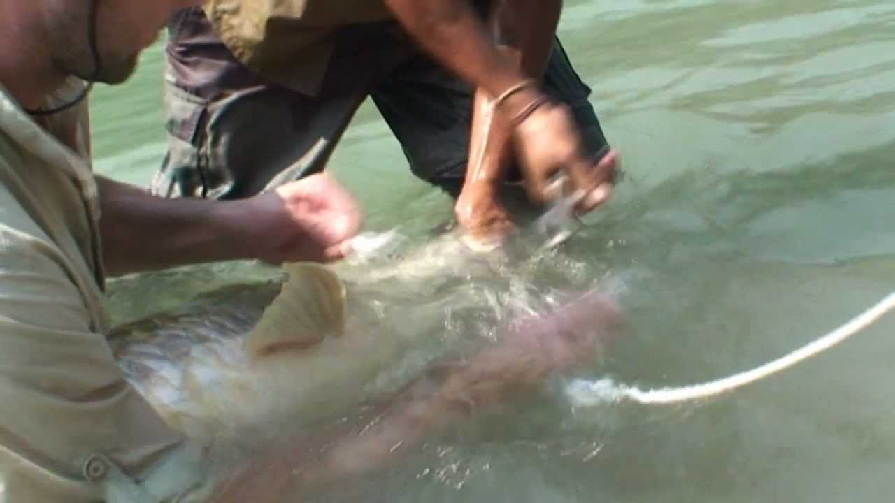 In Search of The Himalayan Mahseer 