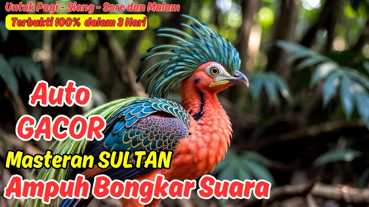 Masteran atau Pancingan Murai Batu Harian Paling Ampuh Bikin Ngeplong