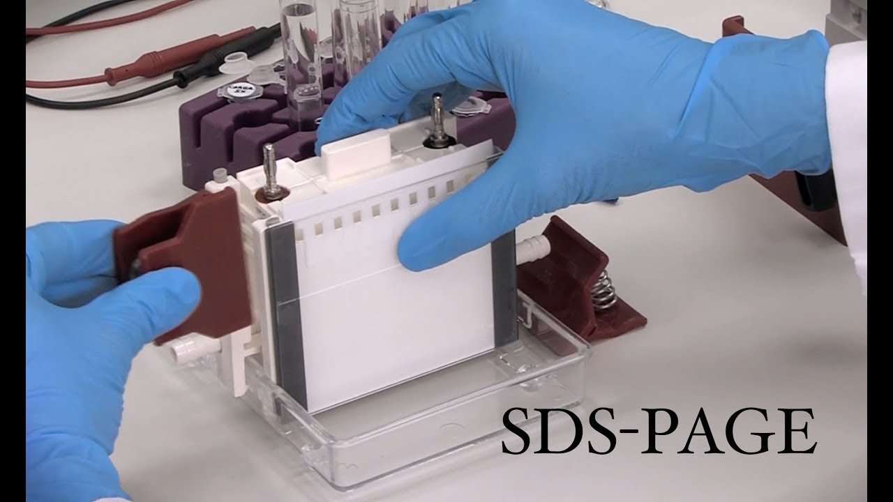 Técnicas básicas en Bioquímica: electroforesis desnaturalizante en poliacrilamida (SDS-PAGE)
