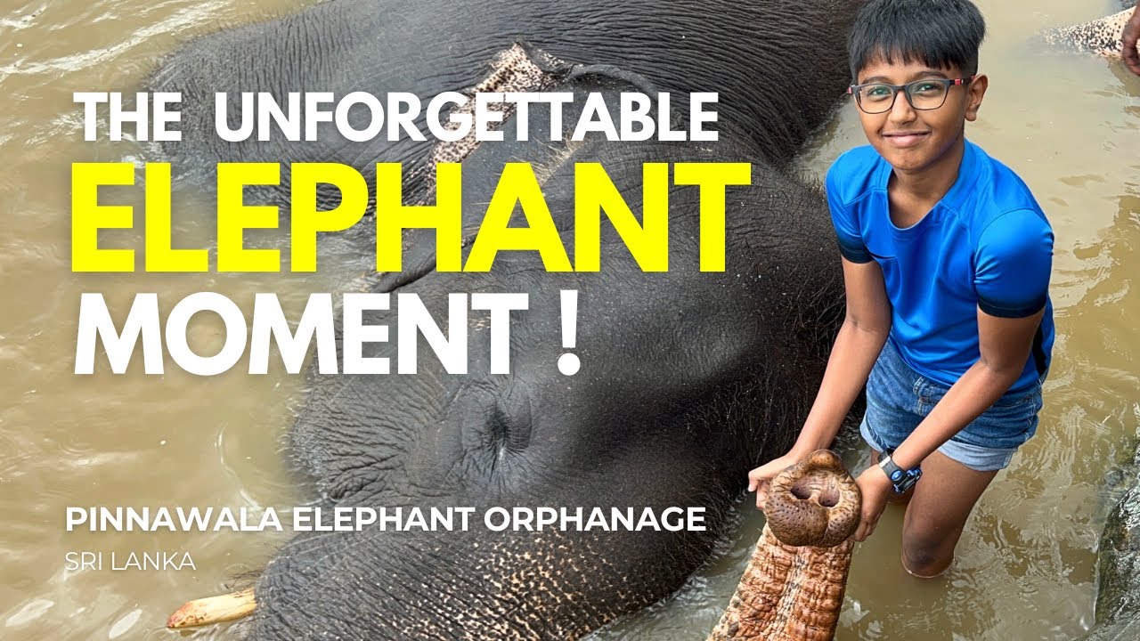 You Can Bathe Elephants Here! | Visiting Pinnawala Elephant Orphanage in Sri Lanka