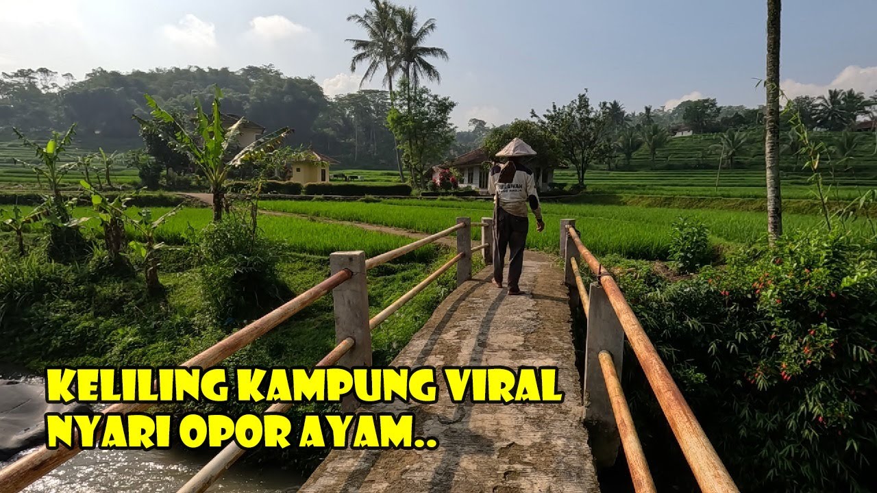 Pagi-pagi Keliling Kampung Viral di Tengah Sawah Bikin Betah... Nyari Lontong Opor Ayam Gak Ketemu