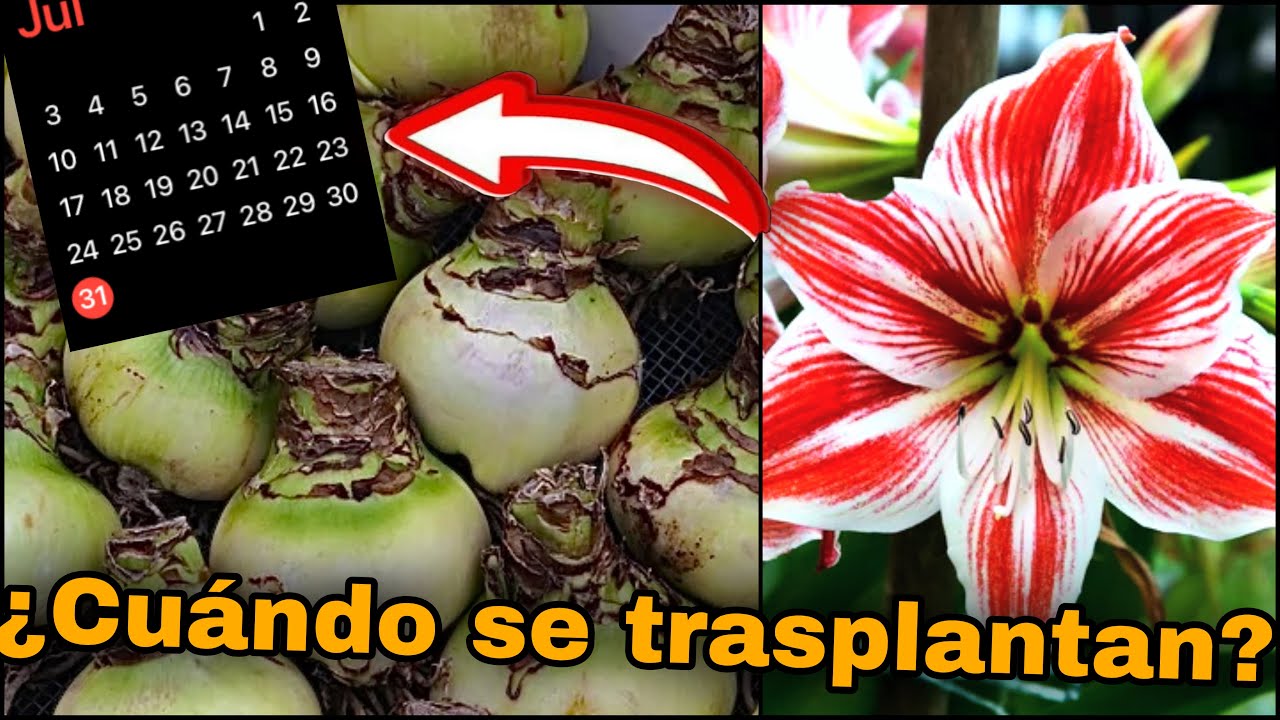 Cu&aacute;ndo se PLANTAN o SIEMBRAN Las AZUCENAS o AMARILIS - Hippeastrum Amaryllis