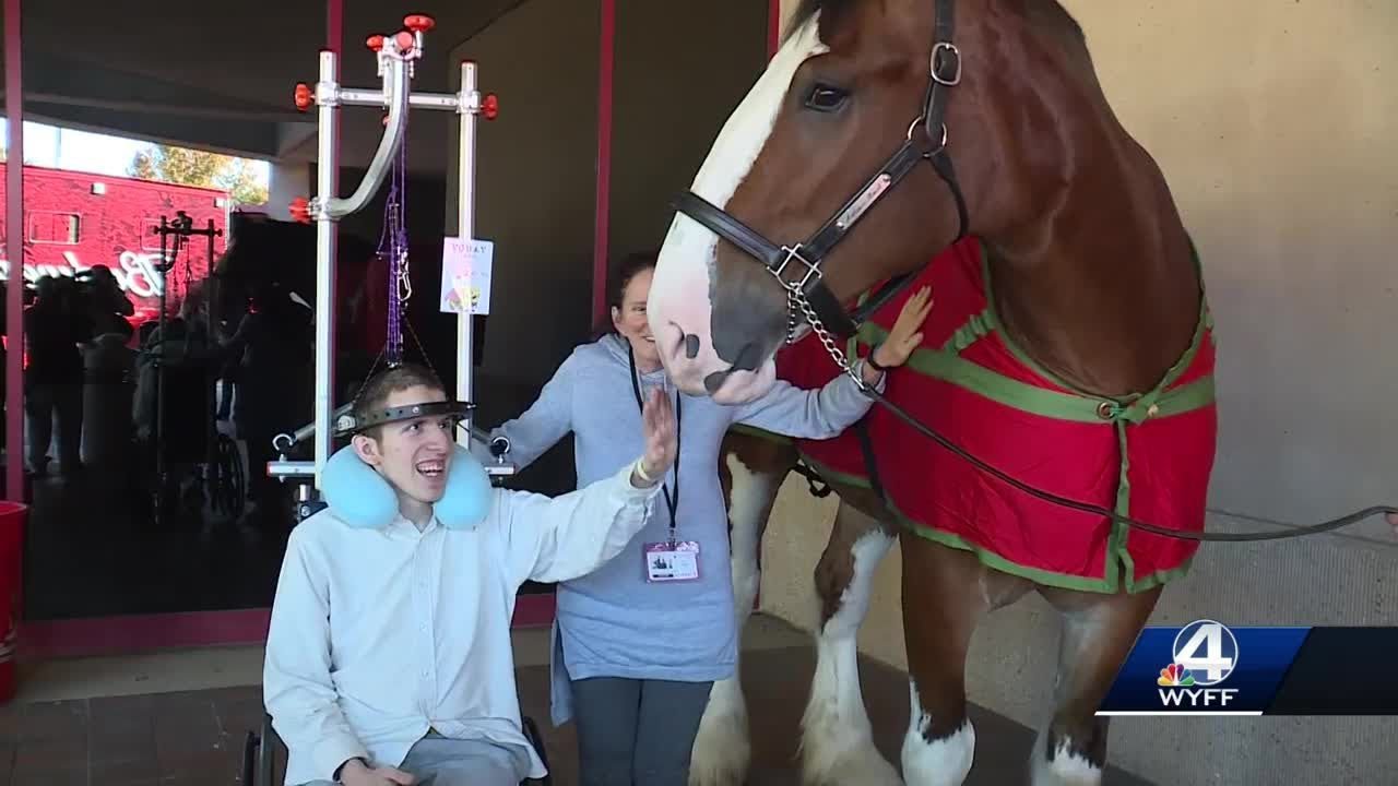 Budweiser Clydesdales visit children in an Upstate hospital