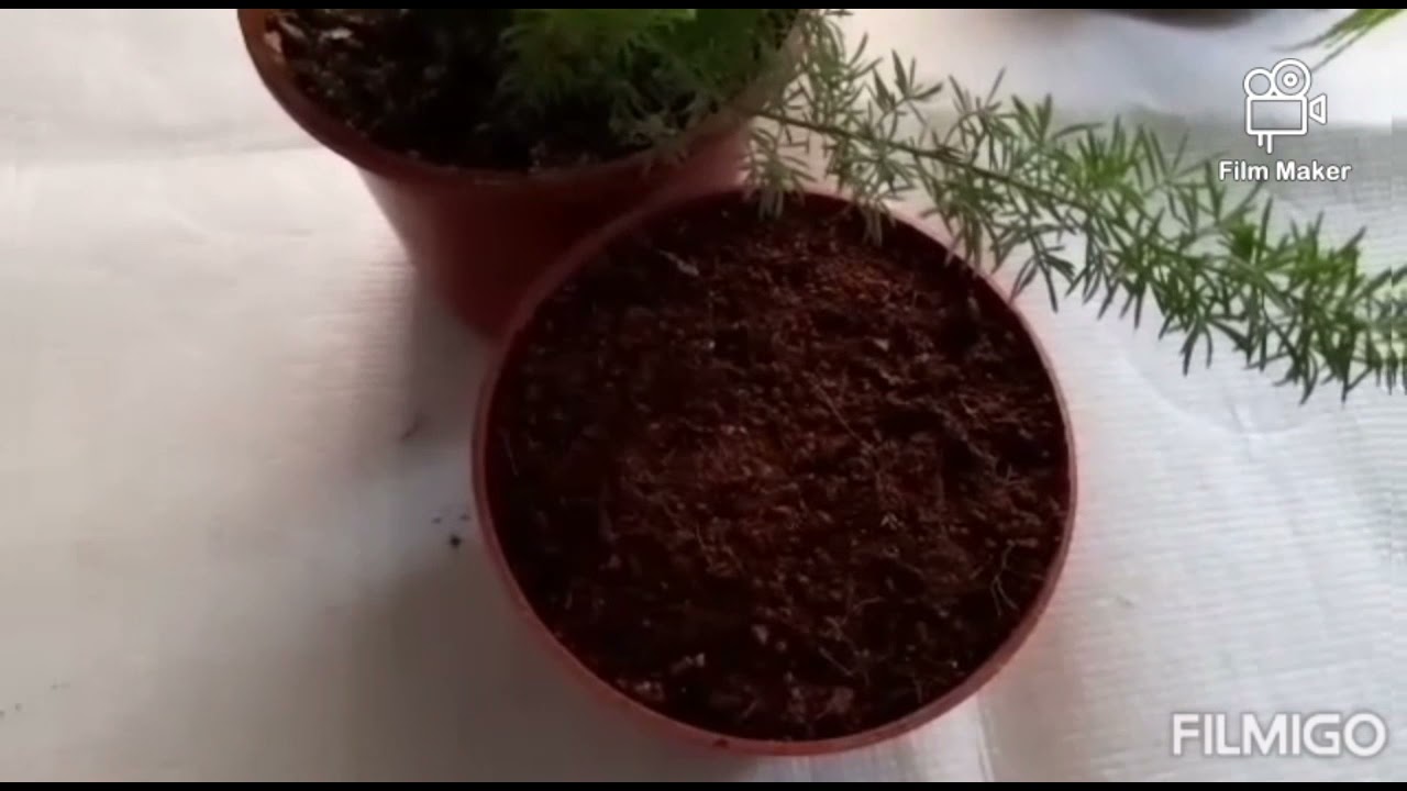 Аспарагус гули.