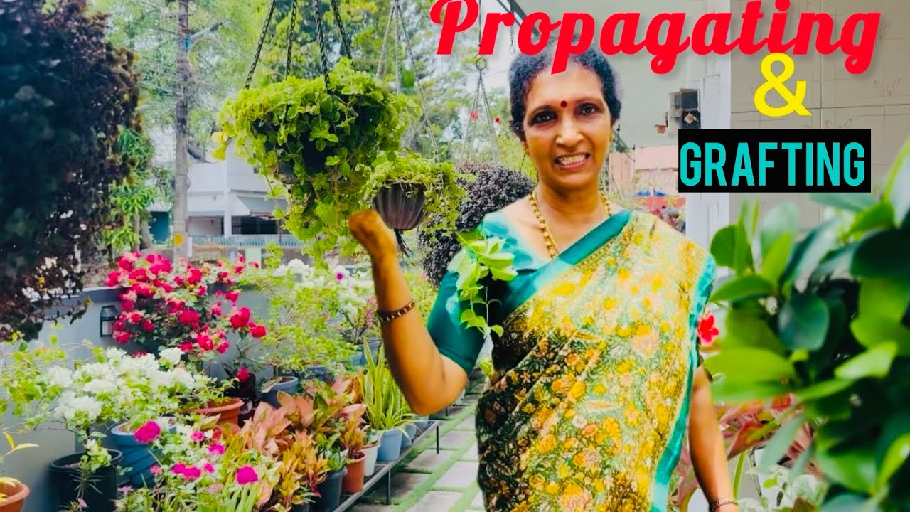 ഇനി ചെടികളൊന്നും വാങ്ങുന്നില്ല |Anithasree #gardeningtips 