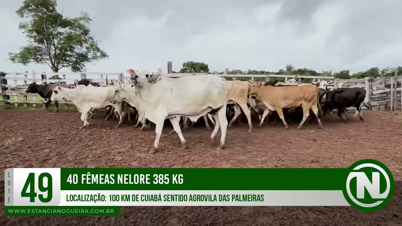 LOTE 49 - 40 FÊMEAS NELORE 385 KG