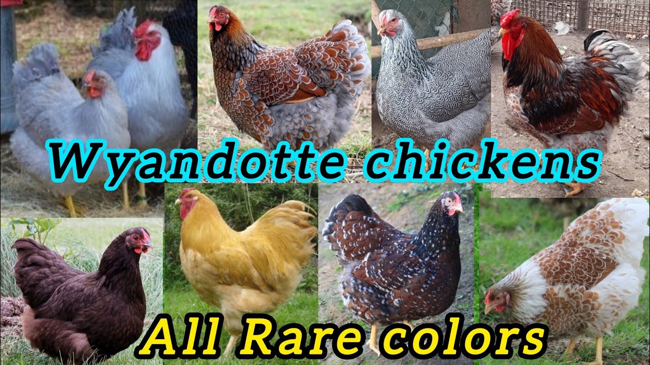 Wyandotte chicken breed || Wyandotte chickens rare colors || wyandotte chicken farming