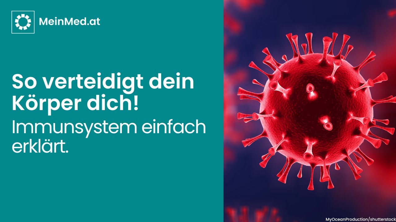 Das Immunsystem einfach erklärt